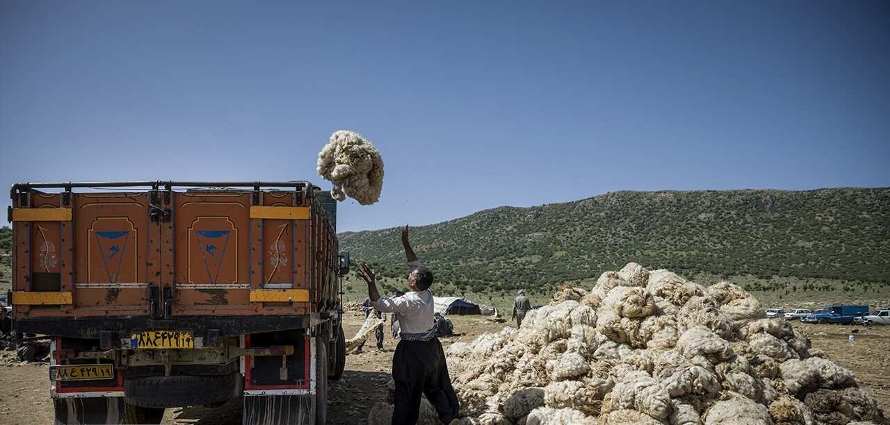 تصاویر| پشم چینی گوسفندان عشایر دالاهو