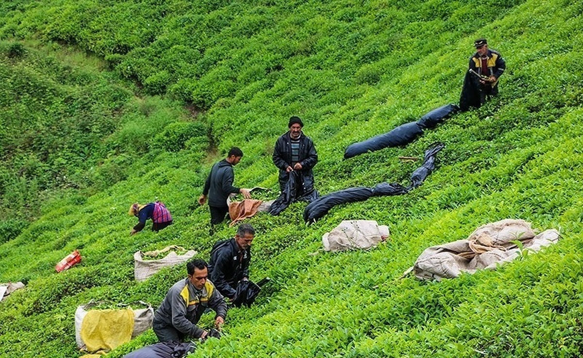 تصاویر| برداشت چای بهاره در گیلان