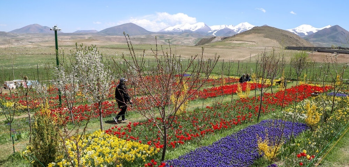 تصاویر| مزرعه گل‌های لاله و نرگس در روستای اسپره خون تبریز