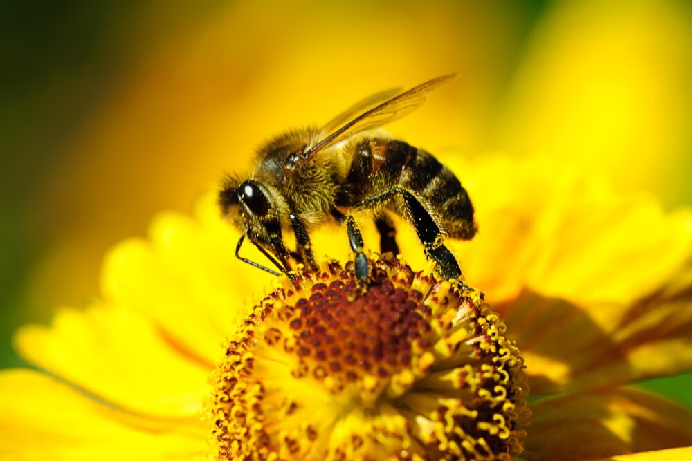 چرا ۳۰ اردیبهشت، روز جهانی زنبور عسل شد؟