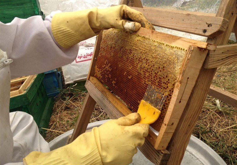درگز یکی از قطب‌های تولید عسل در خراسان رضوی است